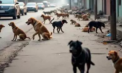 दिल्ली-हरियाणा में शिक्षकों की ड्यूटी कुत्तों की गिनती कराने पर भड़की AAP, BJP सरकार पर जमकर साधा निशाना