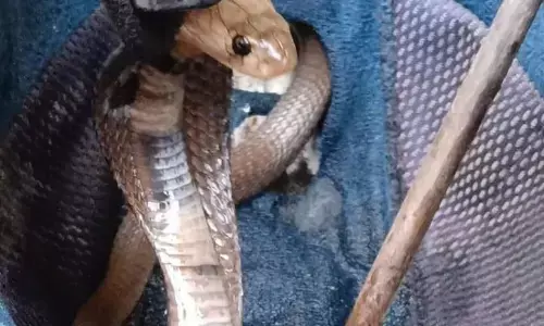 हेलमेट के अंदर छिपी थी मौत, सतर्कता से एक परिवार की जान बाल-बाल बची, फटे कपड़े में बैठा था ......