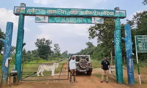 जहां बाघों का अधिवास अधिक वहां बनाए जाएंगे नए प्रवेश द्वार