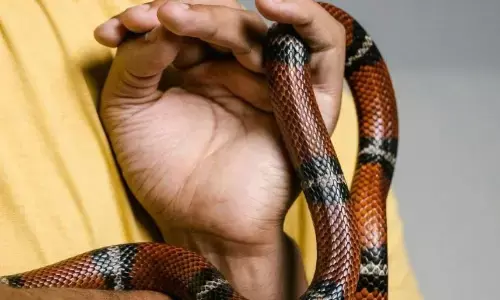 पालतू सांप को खाना खिला रहा था शख्स, तो हुआ कुछ ऐसा कि काटना पड़ा मालिक का अंगूठा