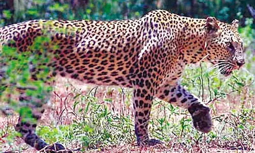 3 साल में 135 तेंदुओं की मौत, हाई-वे पर अंडर या ओवर पास नहीं बनने से  हो रहे हैं अधिकतर हादसे