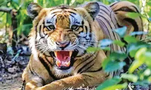 सालभर में विदर्भ में 15 से अधिक बाघों की गई जान, क्षेत्र की लड़ाई बन रही मौत का कारण