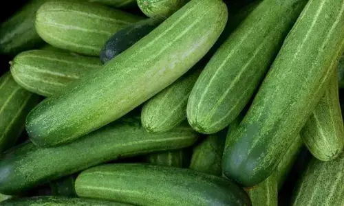 अगर आप अपने खाने के सलाद में खीरा जरूर रखते हैं, तो हो जाएं सावधान