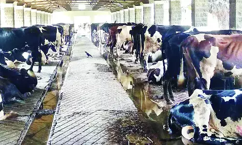 मिलिट्री डेयरी फार्म बंद होने से जगी किसानों की उम्मीद