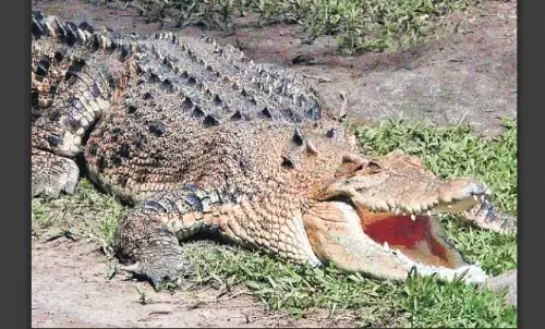 धूप सेंकने निकले मगरमच्छ, ग्रामीणों में दहशत