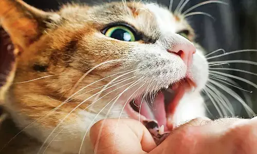 बचके रहना रे बाबा - बकरियां व घोड़े भी काटते हैं! 623 लोगों को बिल्लियों और 21 को चूहों ने काटा