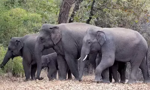 शहडोल एवं रीवा वन वृत्तों में बड़ी कार्रवाई, हाथियों की करंट से मौत पर रोकी जाएगी मौत