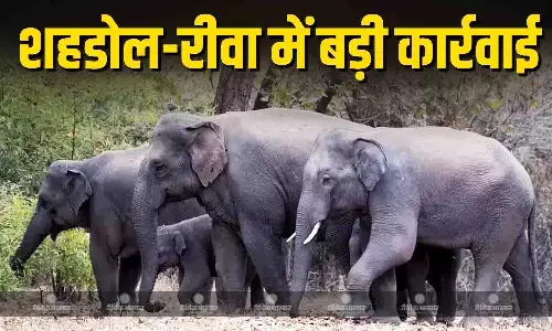 शहडोल एवं रीवा वन वृत्तों में बड़ी कार्रवाई, हाथियों की करंट से मौत पर रोकी जाएगी मौत