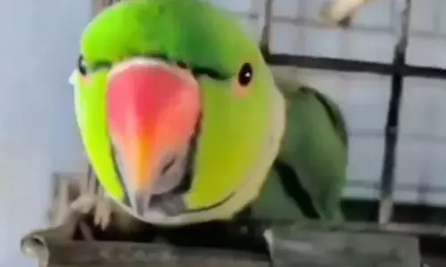 टमाटर ना देने पर भड़का तोता! मालिक को पुलिस बुलाने की दी धमकी, वीडियो हो रहा वायरल