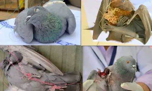 पतंग के साथ पक्षियों की जिंदगी की डोर काटी मांजा ने