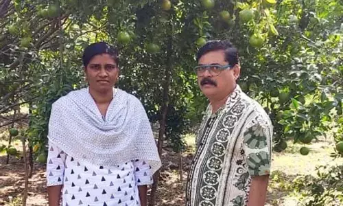 मृग बहार: 180 संतरा पेड़ों से 7 लाख की आय