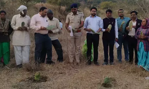 अमरावती में 3 किलो कैक्टस से 3.38 वर्ग फुट लेदर का उत्पादन