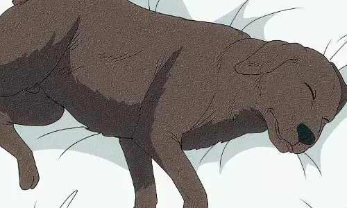 गार्ड की क्रूरता से पालतू कुत्ते की मौत