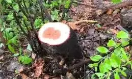 शहर में बढ़ रही चंदन चोरी की वारदातें, खडकी में निजी कंपनी बनी निशाना शहर में बढ़ रही चंदन चोरी की वारदातें, खडकी में निजी कंपनी बनी निशाना