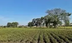 353 तहसीलों में से सिर्फ एक ही पर सूखे का संकट