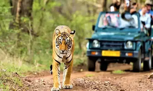 जंगल सफारियों का बदला समय - सुबह आधा घंटा पहले, शाम को आधा घंटा बाद तक चलेगी सफारी