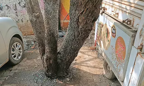 2011 से वृक्ष गणना नहीं 89 हजार पेड़ों का बैकलॉग