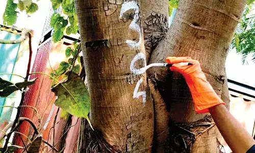 संख्या पर सवाल, अब मई अंत तक पूरी होगी वृक्षगणना