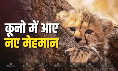 कूनो नेशनल पार्क में पांच शावकों ने लिया जन्म,केंद्रीय मंत्री भूपेंद्र यादव ने कहा आशा की विरासत आगे बढ़ी