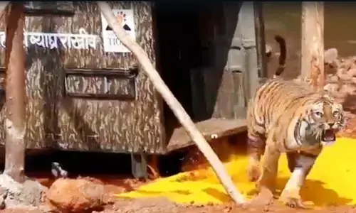 सह्याद्री बाघ प्रकल्प में तीसरी बाघिन ‘हिरकणी’ को जंगल में छोड़ा गया