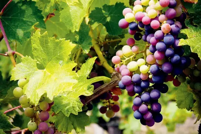 डीईएच पहल के तहत नाशिक का अंगूर- प्याज और फार्मा फोकस उत्पादों के रूप में चिन्हित