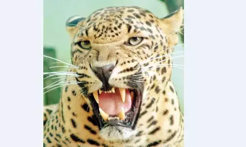 साइकिलिस्टों की एक टीम को डुमना रोड पर सुबह एक साथ दिखे दो तेंदुए