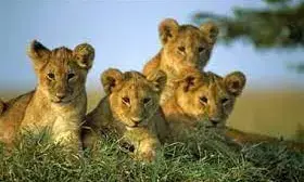 बाघों की गणना के लिए जंगल में लगेंगे सौ से अधिक कैमरे