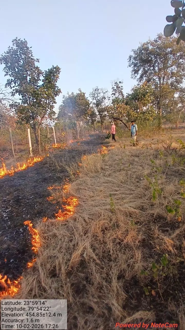 गर्मियों में वन अग्नि रोकने दक्षिण वनमण्डल में फायरलाइन का कार्य जोरों पर गर्मियों में वन अग्नि रोकने दक्षिण वनमण्डल में फायरलाइन का कार्य जोरों पर