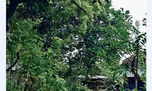 30 हजार पौधे लगाने का था टारगेट, गड्ढे खोदने में लाखों खर्च पर एक भी पौधा नहीं लग सका