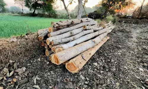 भंडारा में रेत भंडारण के लिए काट डाले सागौन के हरे-भरे पेड़