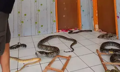 शख्स ने खेला रियल सांप-सीढ़ी! वीडियो देखकर सभी लोग हुए हैरान, वीडियो हो रहा वायरल