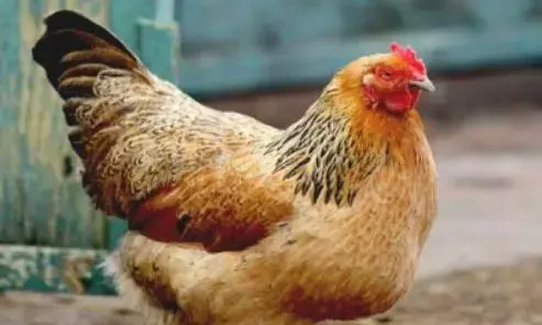 महिला जो अपने साथ हमेशा ही रखती है एक मुर्गी, जानें क्या है इसके पीछे की वजह