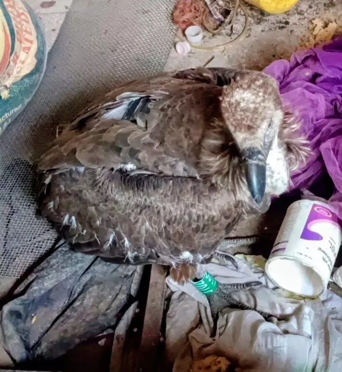 पेंच से निकला जीपीएस युक्त गिद्ध लखाड़ पहुंचा ,सूचना मिलते ही पहुंचे अधिकारी पेंच से निकला जीपीएस युक्त गिद्ध लखाड़ पहुंचा ,सूचना मिलते ही पहुंचे अधिकारी