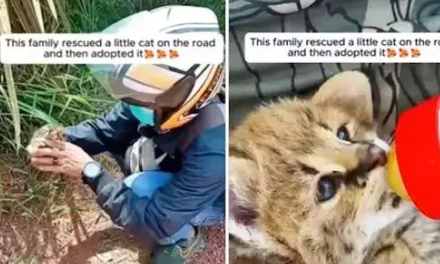 इस जानवर के बच्चे को कपल बिल्ली समझने की कर बैठा भूल, घर लाने के बाद जब पता चली हकीकत , तो उड़ गए परिवार के होश