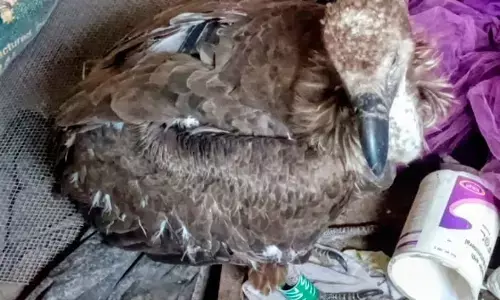 पेंच से निकला जीपीएस युक्त गिद्ध लखाड़ पहुंचा ,सूचना मिलते ही पहुंचे अधिकारी