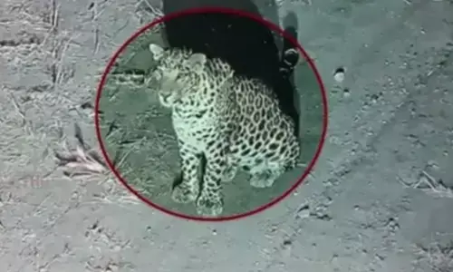 अमरावती के पावर प्लांट क्षेत्र में तेंदुए के मुक्त विचरण से दहशत