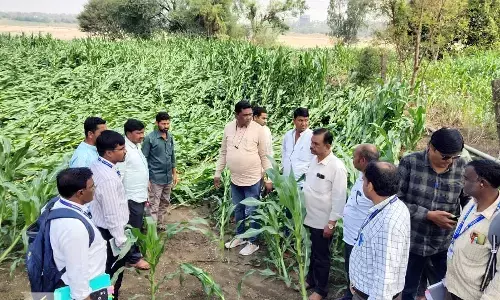 बेमौसम बारिश से हुए फसलों के नुकसान का तत्काल पंचनामा करें : मुनगंटीवार