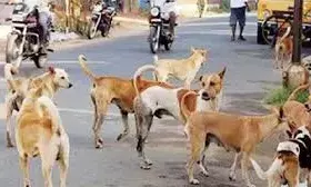 आवारा कुत्तों के बढ़ते हमलों के बीच पुणे में बनेंगे 3 बड़े शेल्टर बनेंगे, 25 करोड़ की मांग