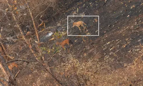 मेलघाट में भेड़िया कर रहा एशियाई जंगली कुत्तों का नेतृत्व