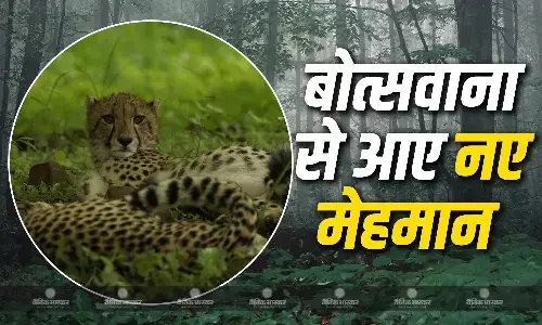 बोत्सवाना से 9 चीते श्योपुर के कुनो नेशनल पार्क में छोड़े गए,पर्यावरण मंत्री भूपेंद्र यादव रहे मौजूद