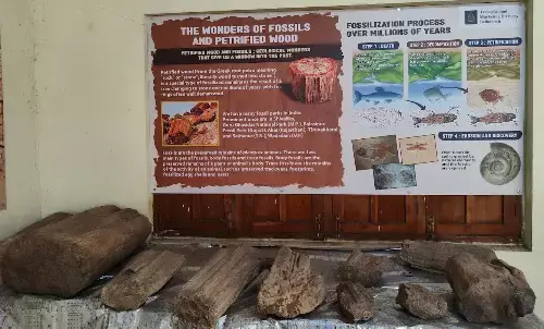 बल्लारपुर में टिम्बर म्यूजियम और जाइलेरियम बनाया जाएगा