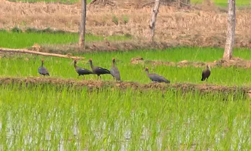 गोंदिया जिले में धान के खेतों में दिखाई दे रहे लाल गर्दन वाले पक्षी...