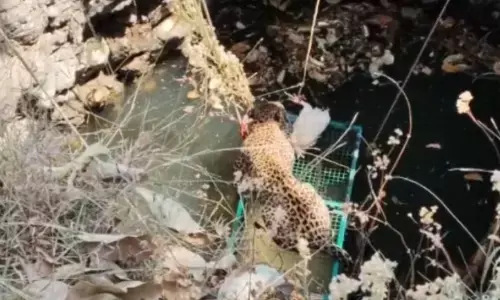 नेर तहसील के चिकणी बाणगांव में शिकार के पीछे दौड़ते समय कुएं में गिरा तेंदुआ