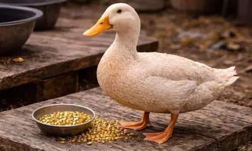 पालतू बतख के पेट में मिली ऐसी चीज, पाकर मालामाल हो गया शख्स, जानें क्या है सच?