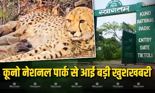 कूनो नेशनल पार्क में ज्वाला चीता ने 5 शावकों को दिया जन्म, भारत में चीतों की संख्या पहुंची पचास पार