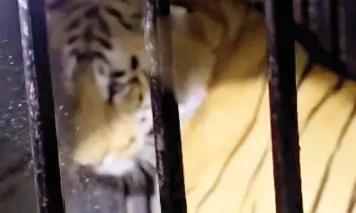 आखिरकार, पकड़ा गया आदमखोर बाघ, कालभैरव पेठ परिसर में मचा रखा था आतंक