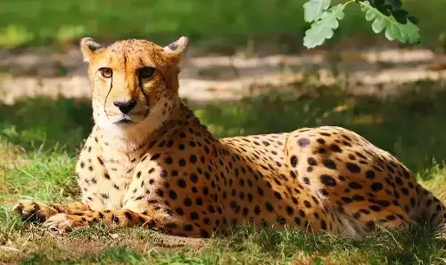 रानी दुर्गावती अभयारण्य (नौरादेही) बनेगा चीतों का तीसरा घर - मुख्यमंत्री डॉ. यादव