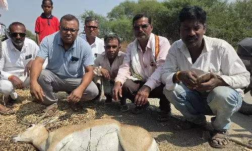 अज्ञात वाहन की टक्कर से हिरण की मौत, कुछ गांववालों ने पानी पिलाकर बचाने की कोशिश की