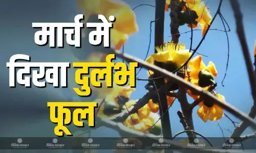 हीरों की धरती पन्ना में मिला दुर्लभ पीले फूल वाला सेमल, मार्च में दिखा कुदरत का करिश्मा