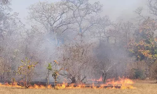 धधक रहा एफडीसीएम का जंगल , वन विभाग की टीम बुझाने में जुटी